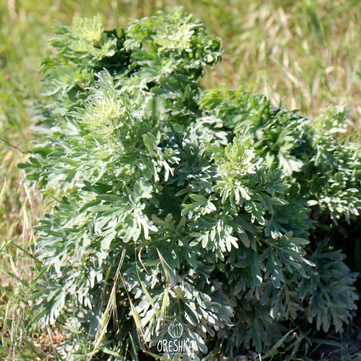 Полынь нано