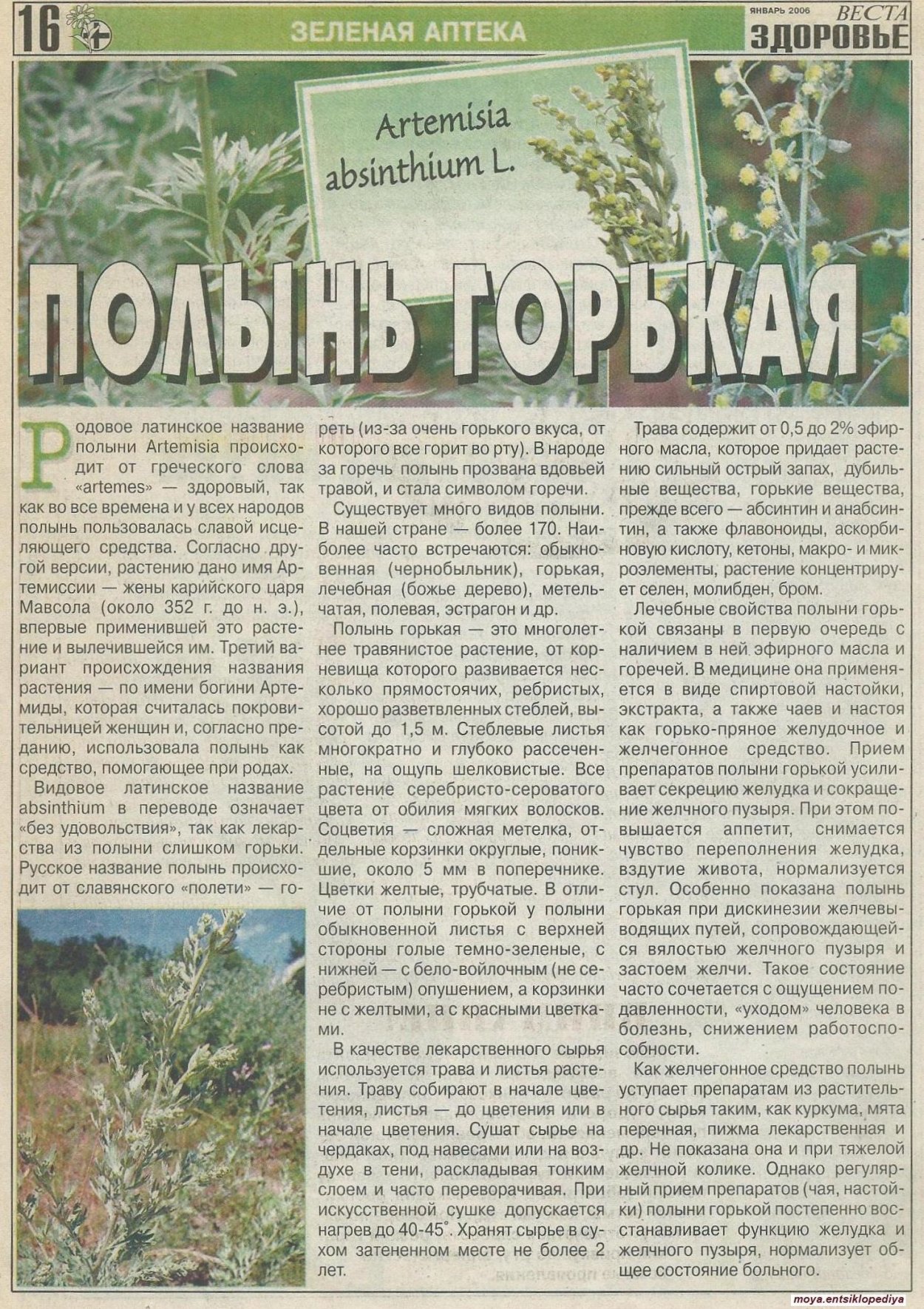 Полынь горькая лекарственное растение