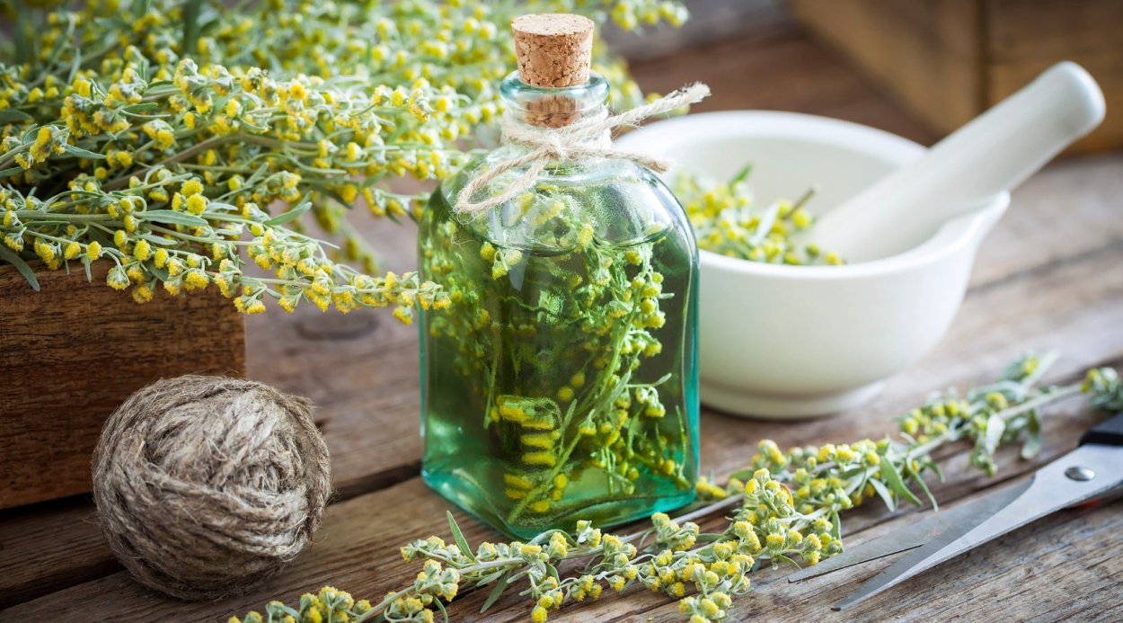 Полынь горькая лекарственное растение