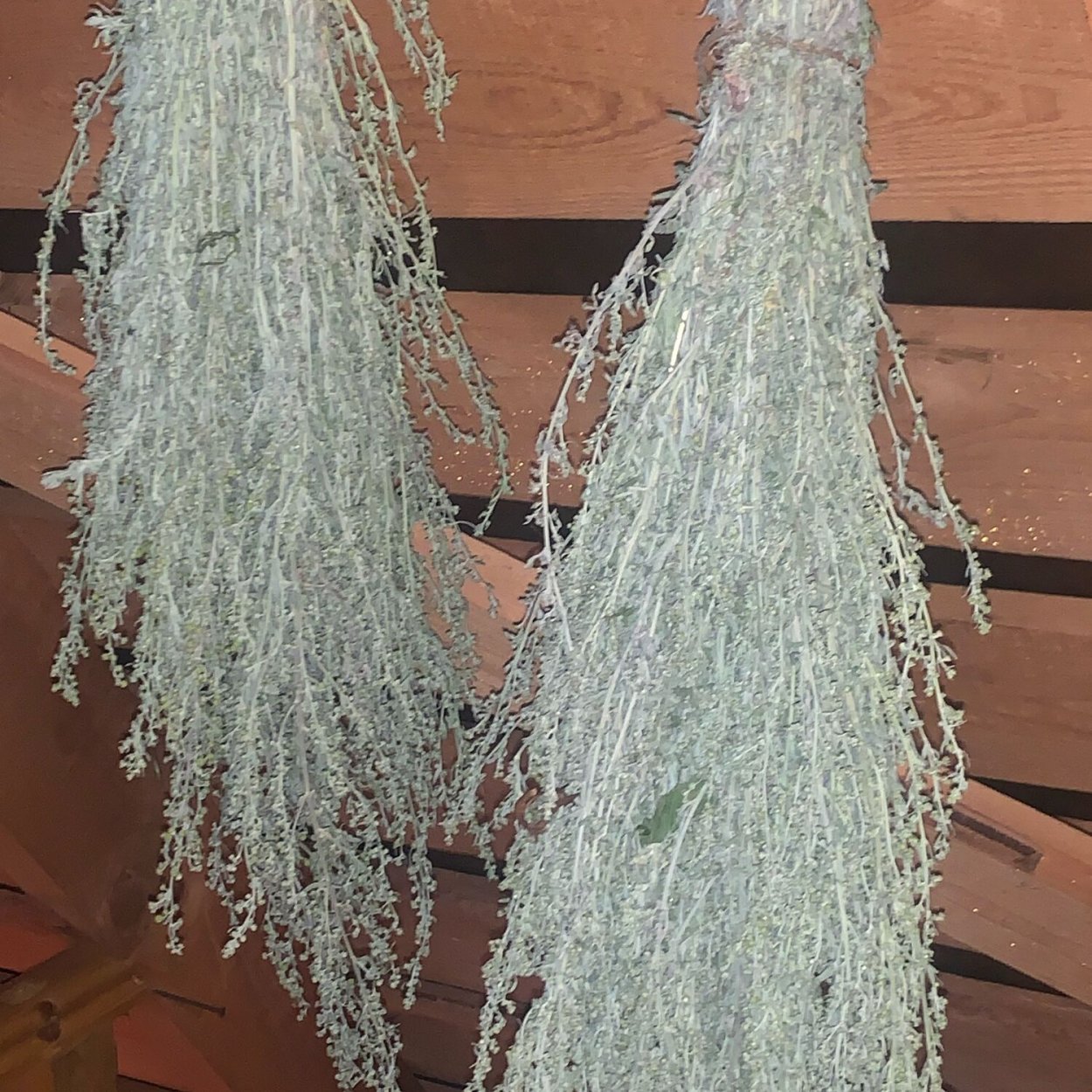 Полынь фото