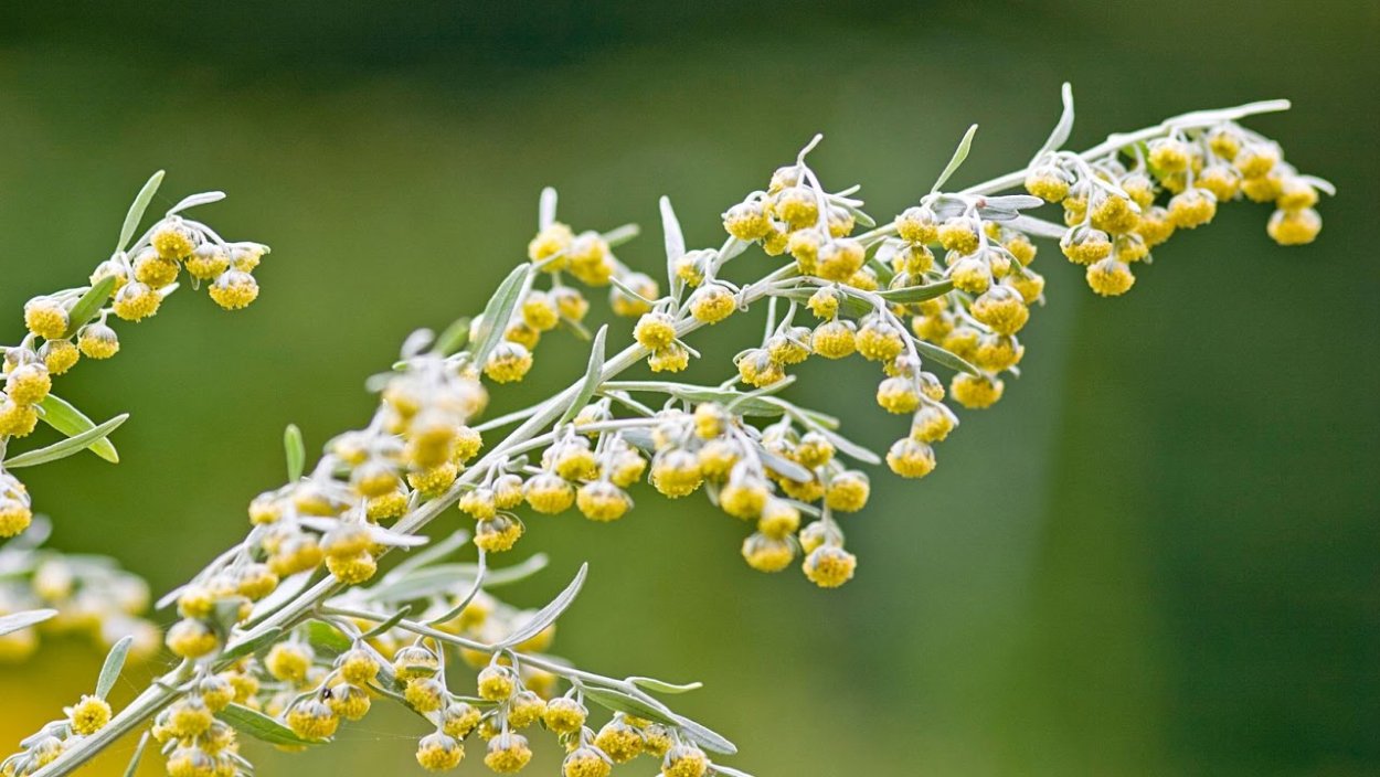 Полынь соцветие