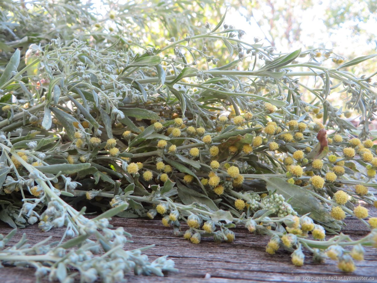 Полынь трава в Узбекистане