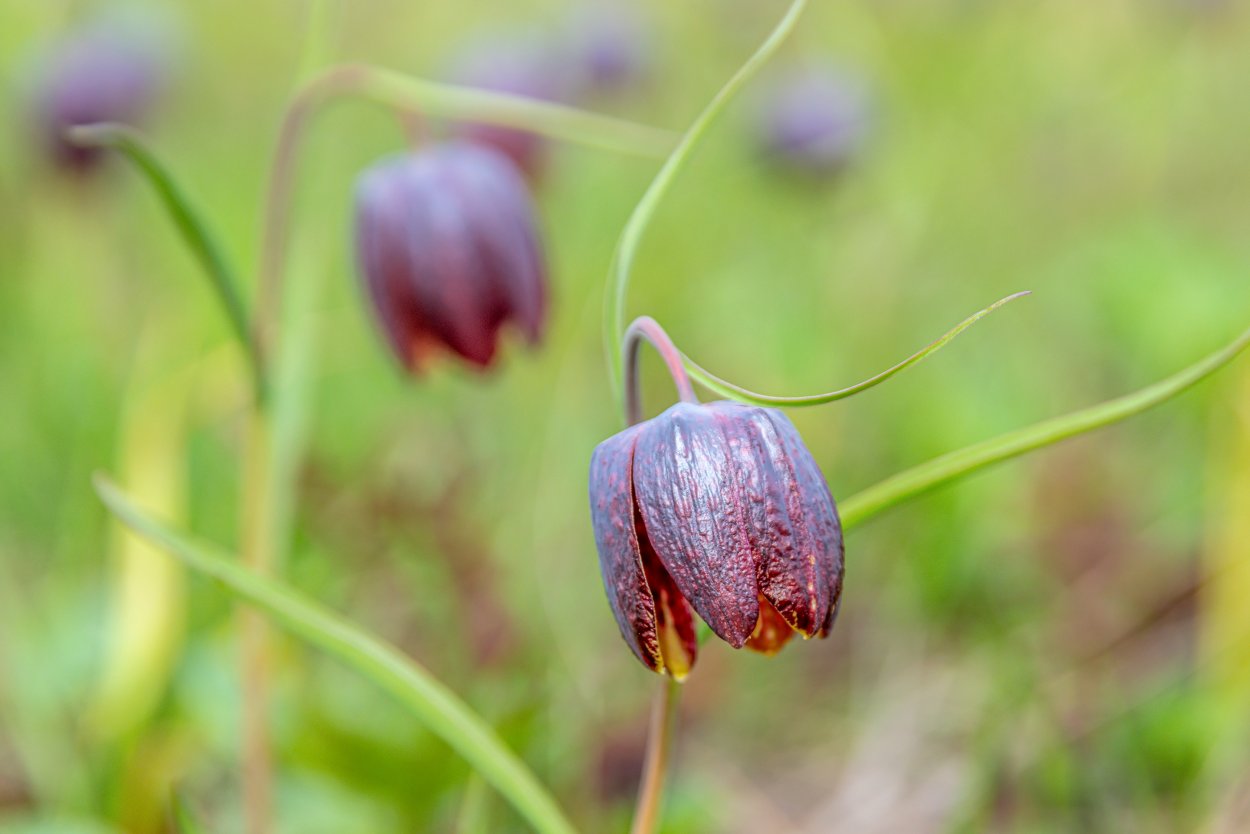 Рябчик Луговой цветок