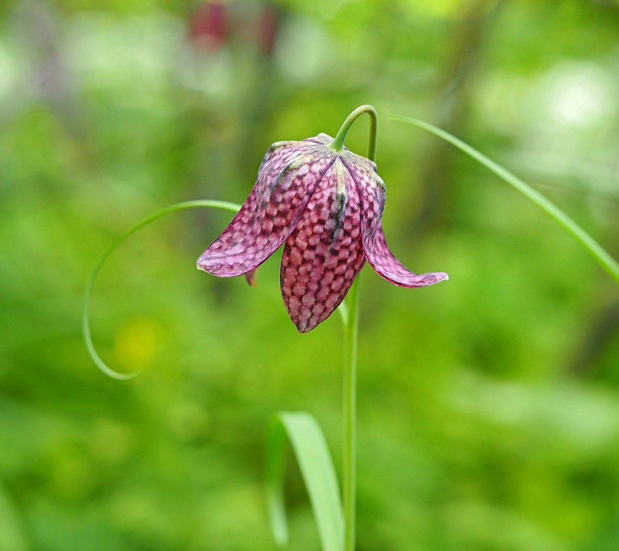 Кукушкины слёзки