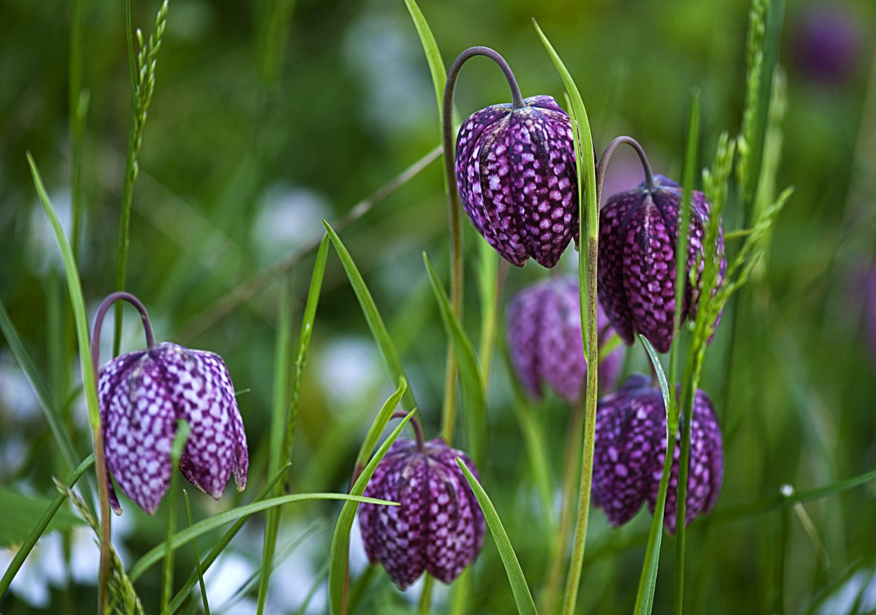 Рябчик шахматный