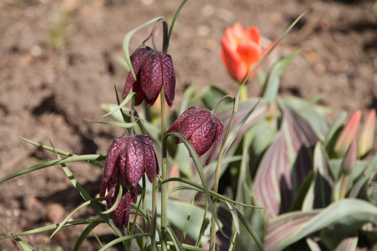 Рябчик шахматовидный