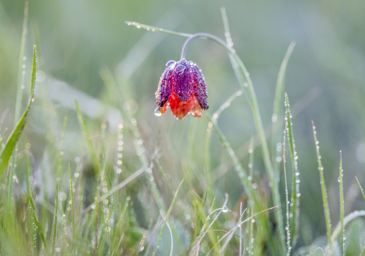 Рябчик шахматовидный