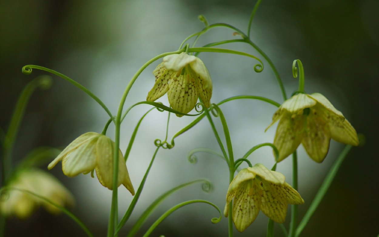 Цветок фритиллярия рябчик