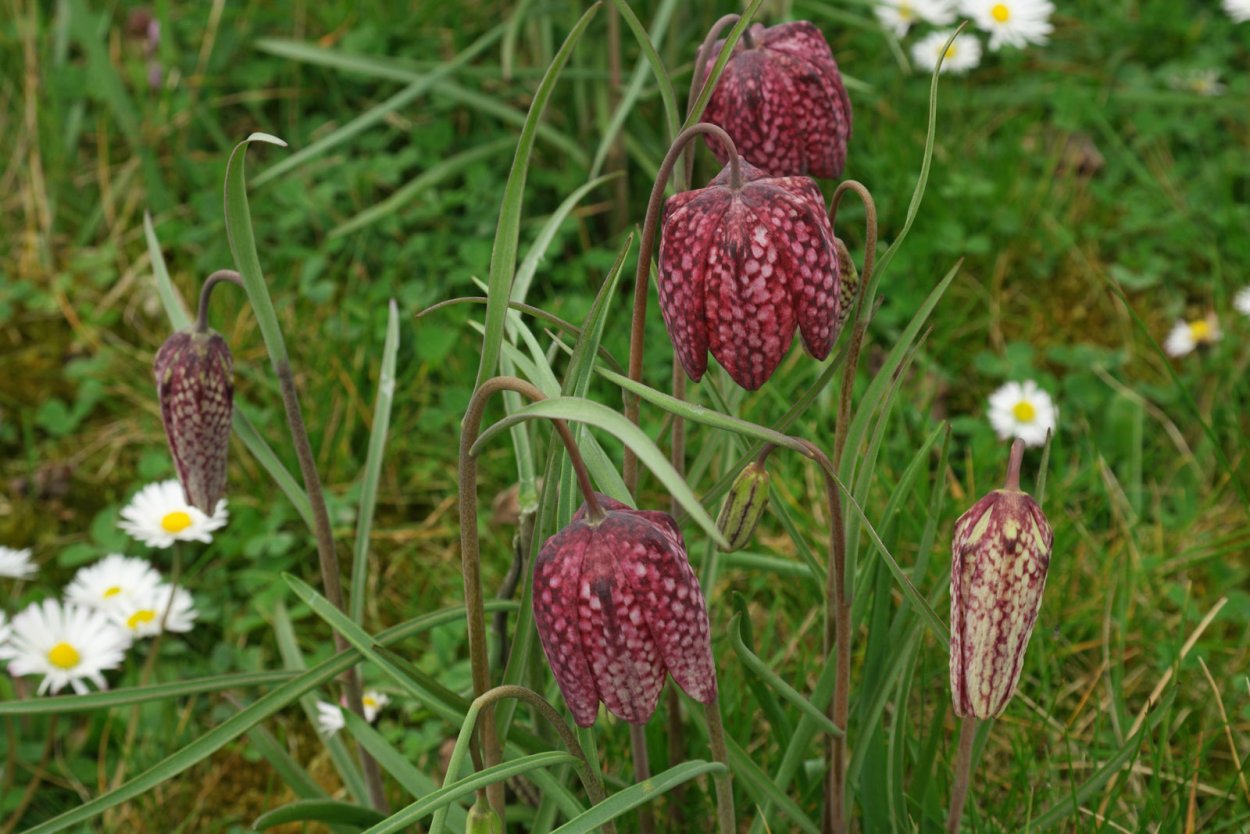 Цветок рябчик ботаника