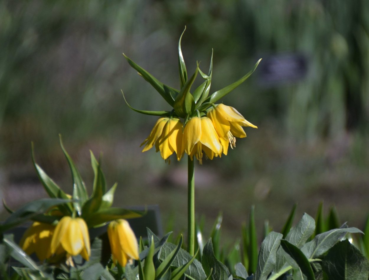 Рябчик шахматный гербарий