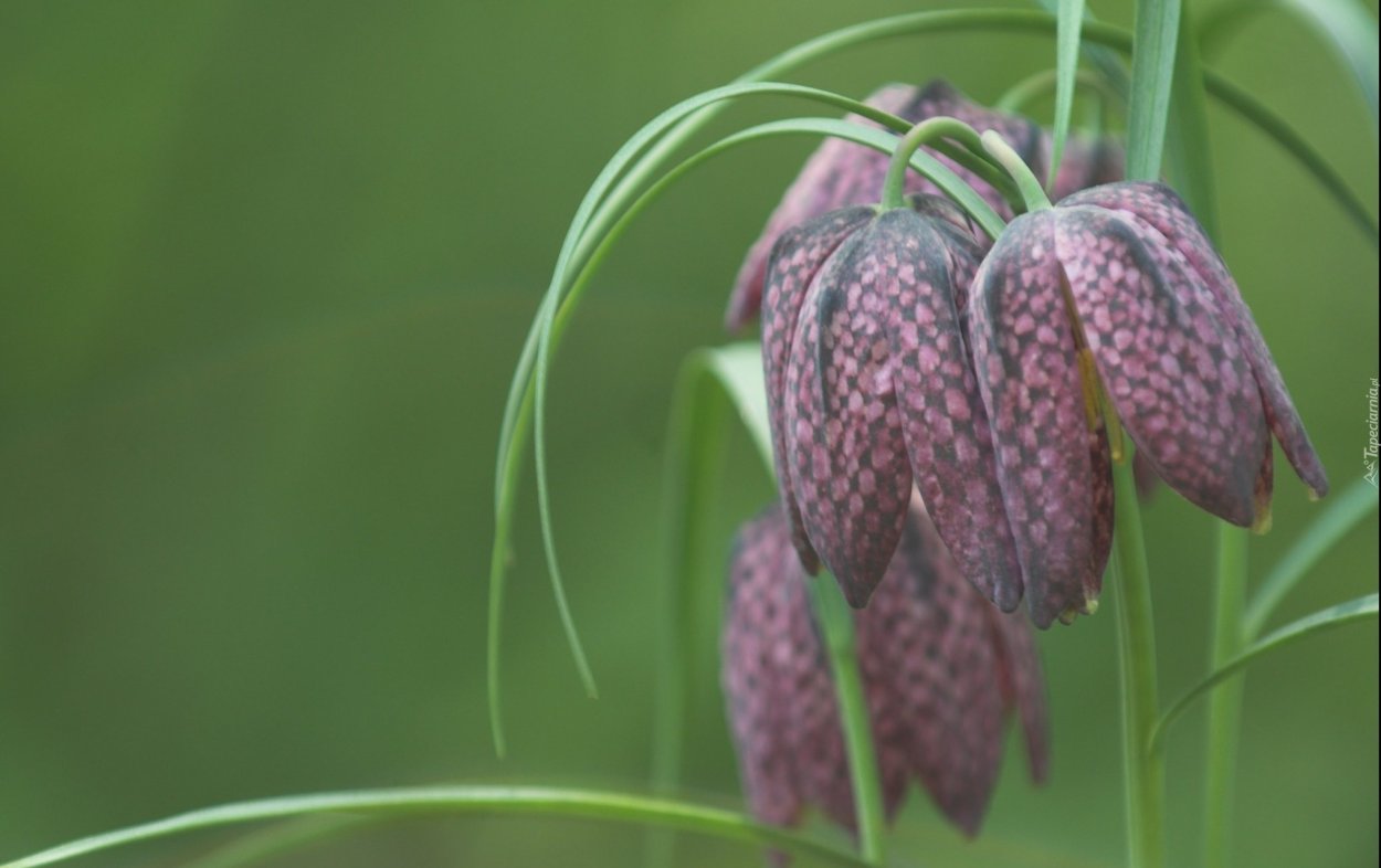 Fritillaria Borealis