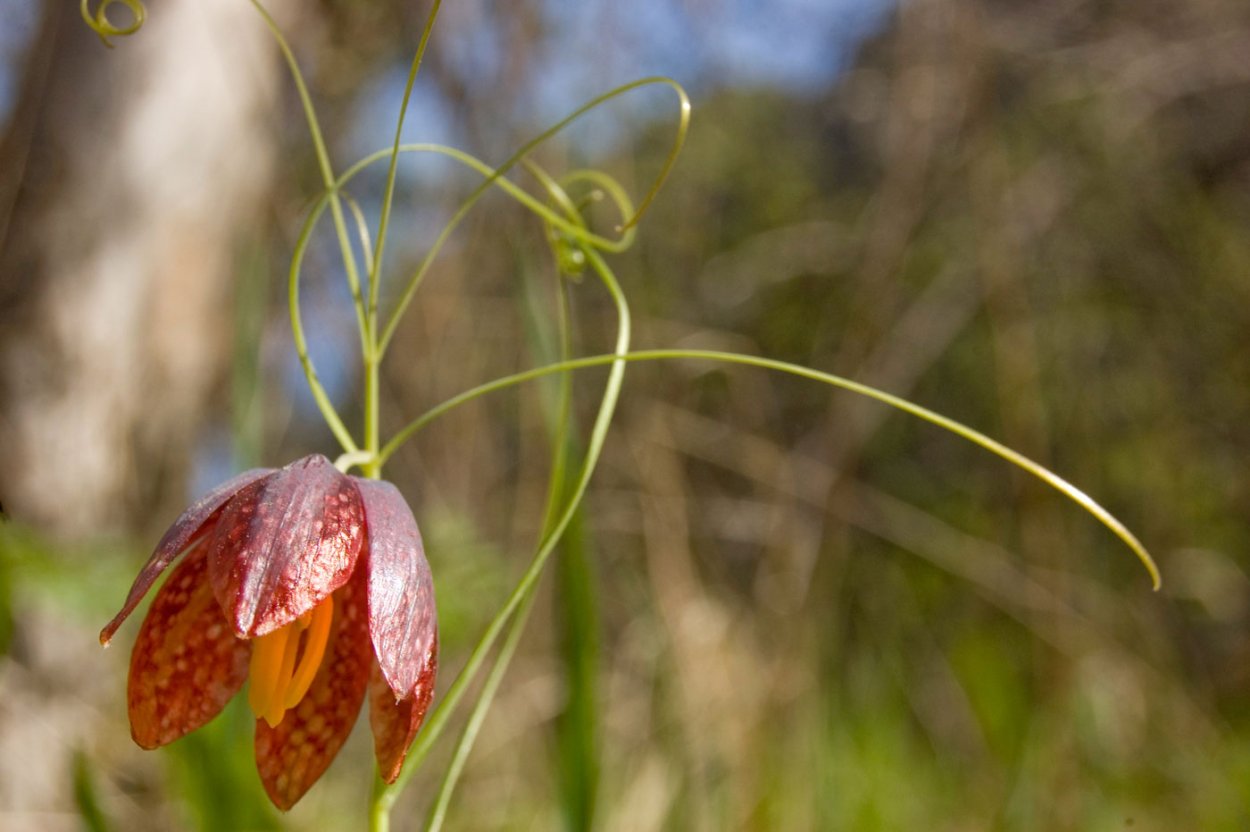 Рябчик русский Fritillaria ruthenica