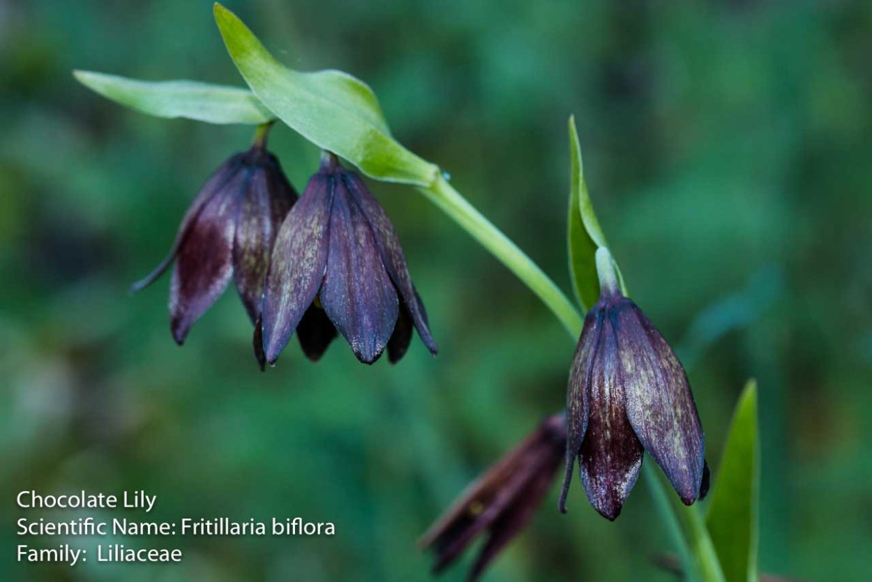 Рябчик Уссурийский