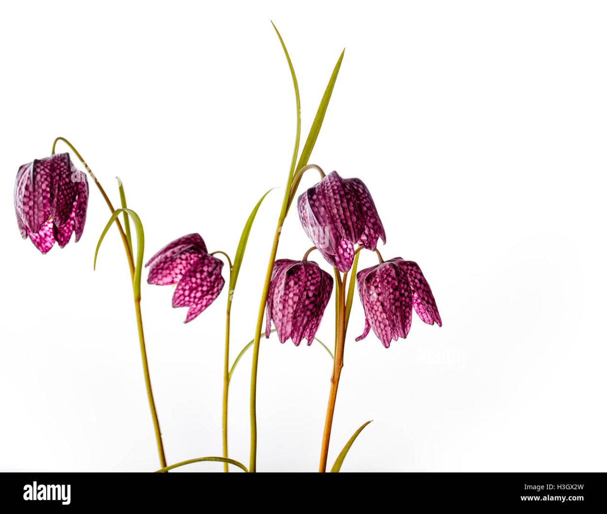 Рябчик шахматный Брянск