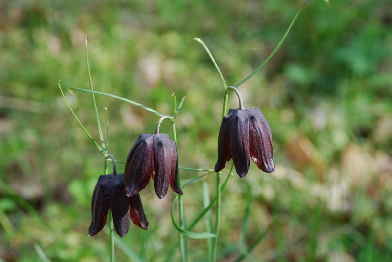 Рябчик русский Fritillaria ruthenica