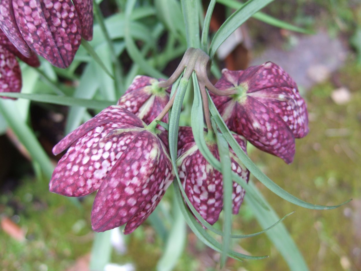 Fritillaria meleagris - рябчик шахматный. Гербарий