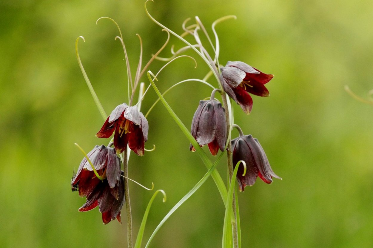Рябчик русский Fritillaria ruthenica
