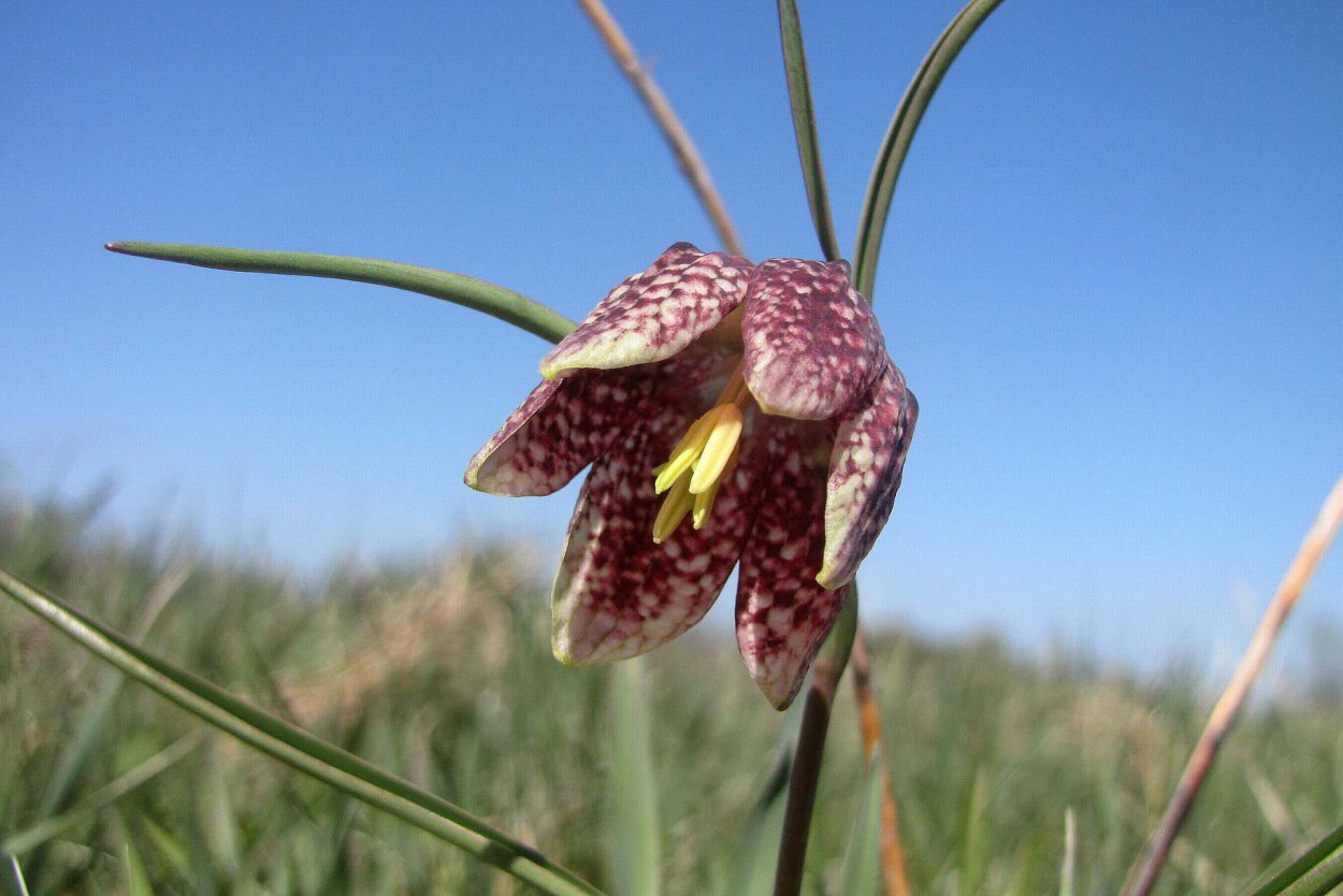 Fritillaria Borealis