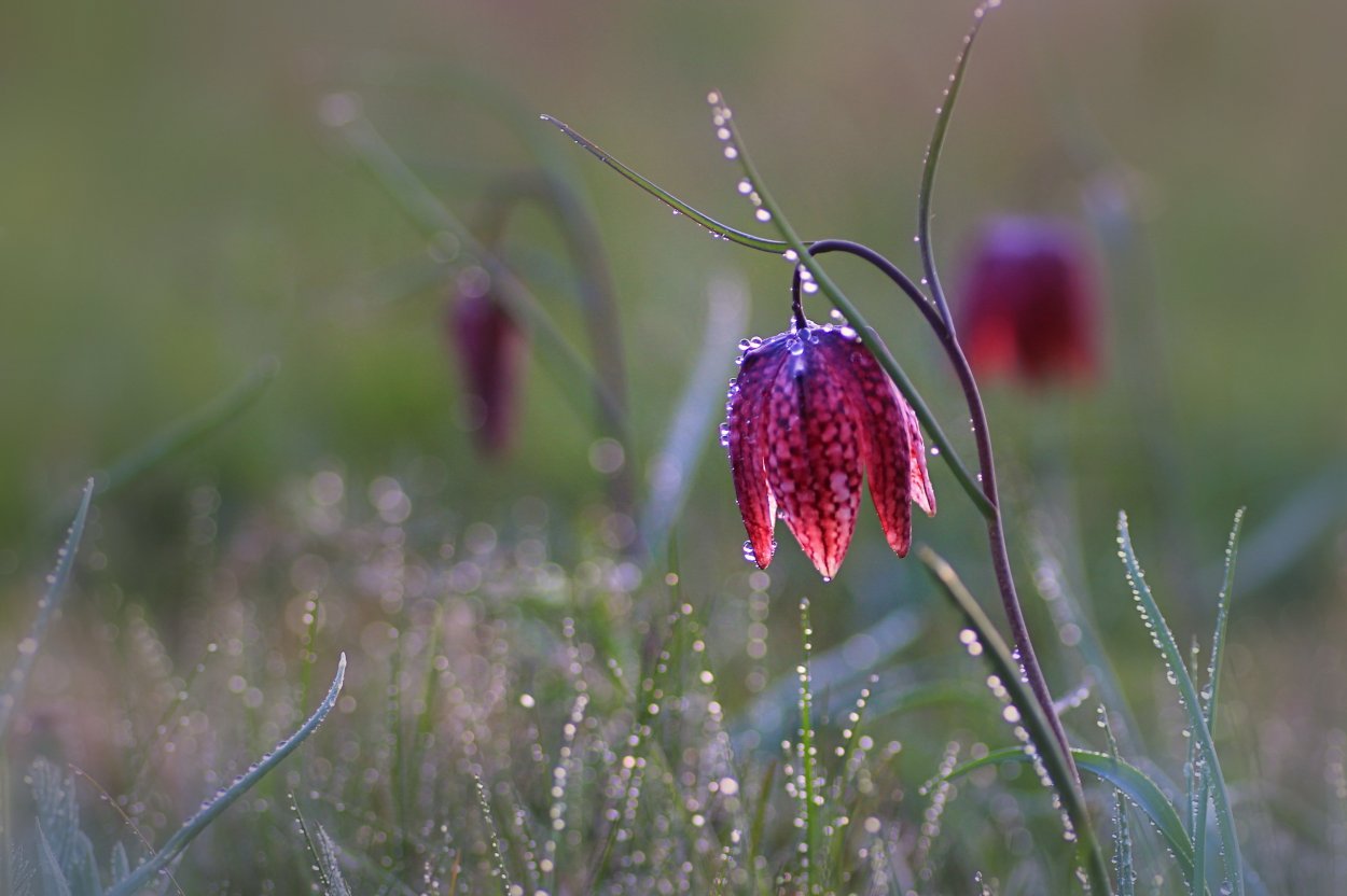 Рябчик русский луг