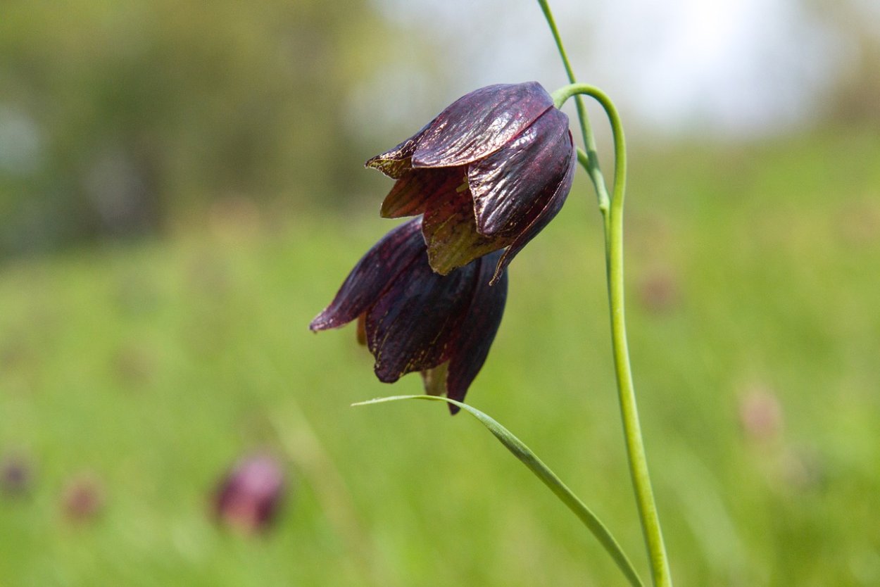 Рябчик Луговой цветок