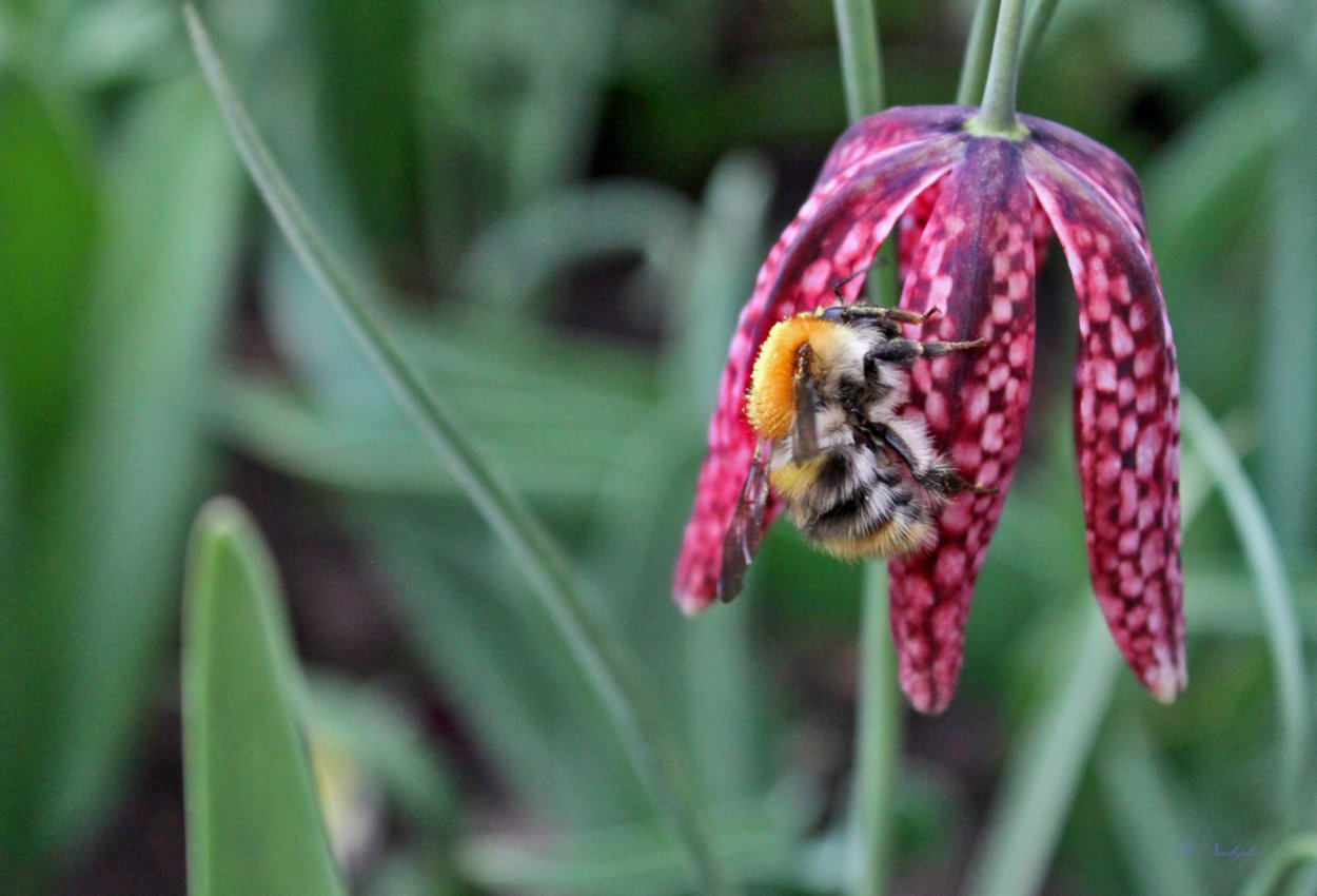 Рябчик осенью