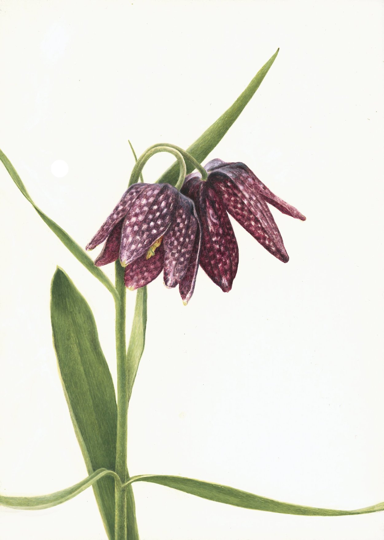 Рябчик русский Fritillaria ruthenica Wikstr.