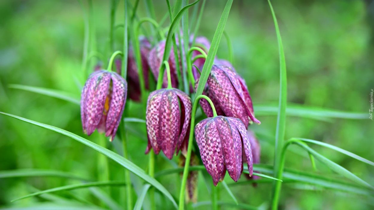 Растение рябчик шахматный