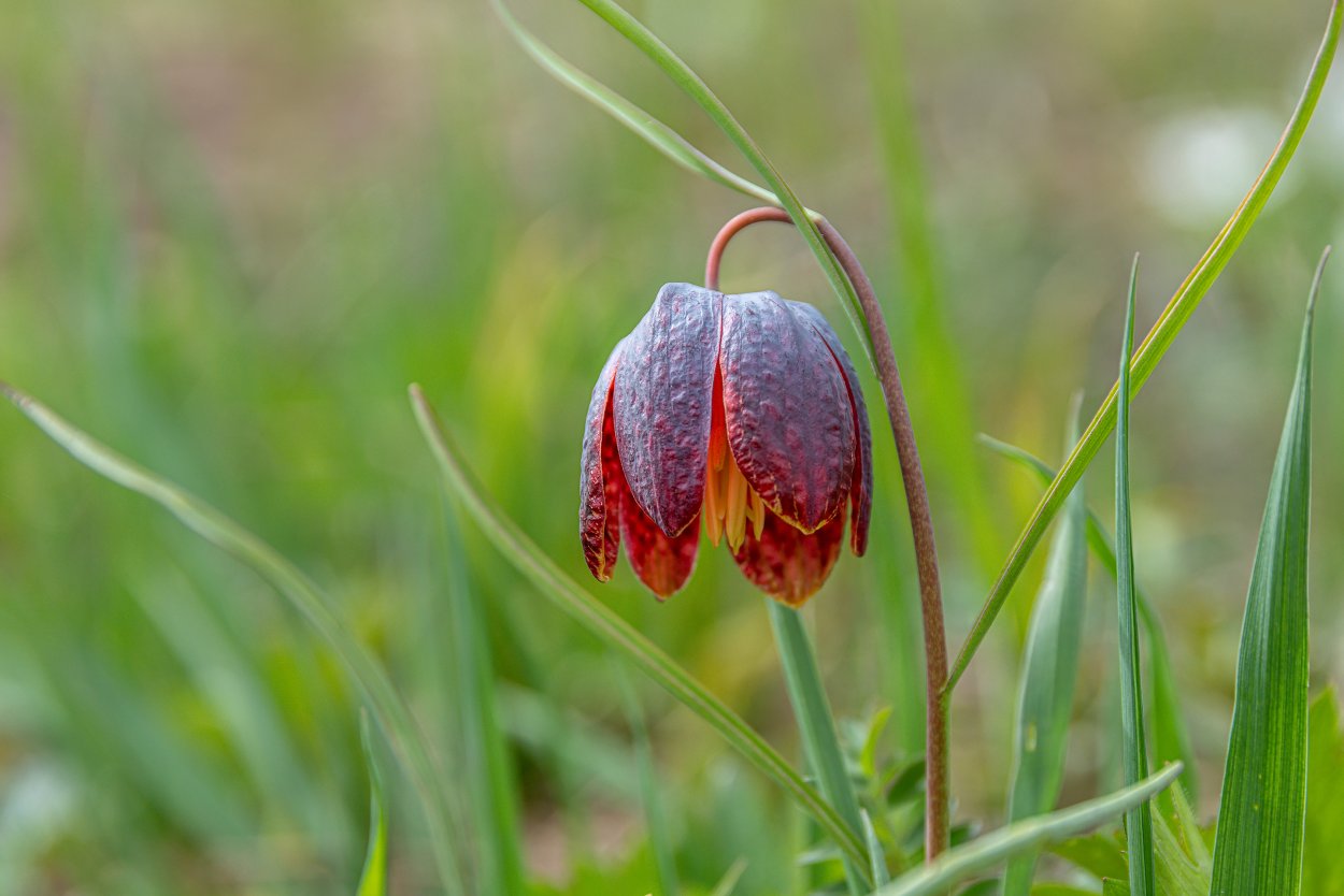 Рябчик русский Fritillaria ruthenica Wikstr.