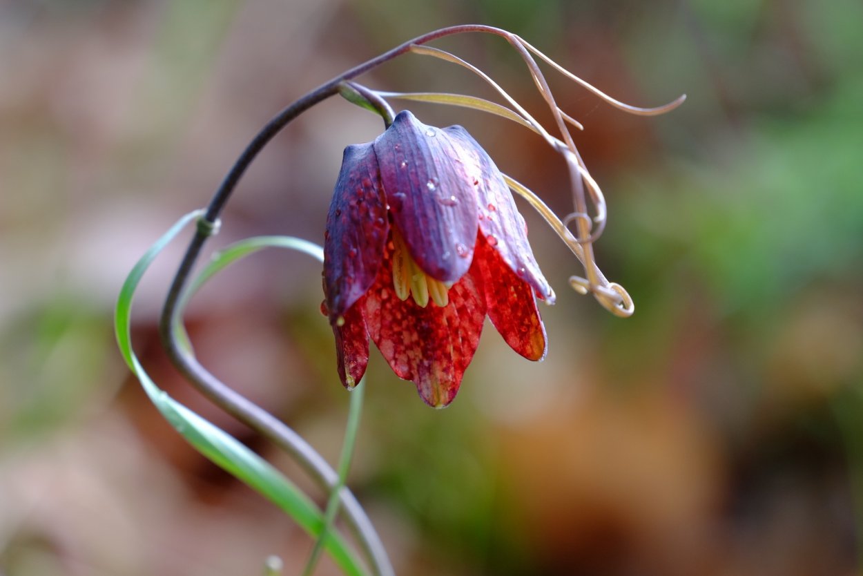 Рябчик русский Fritillaria ruthenica Wikstr.