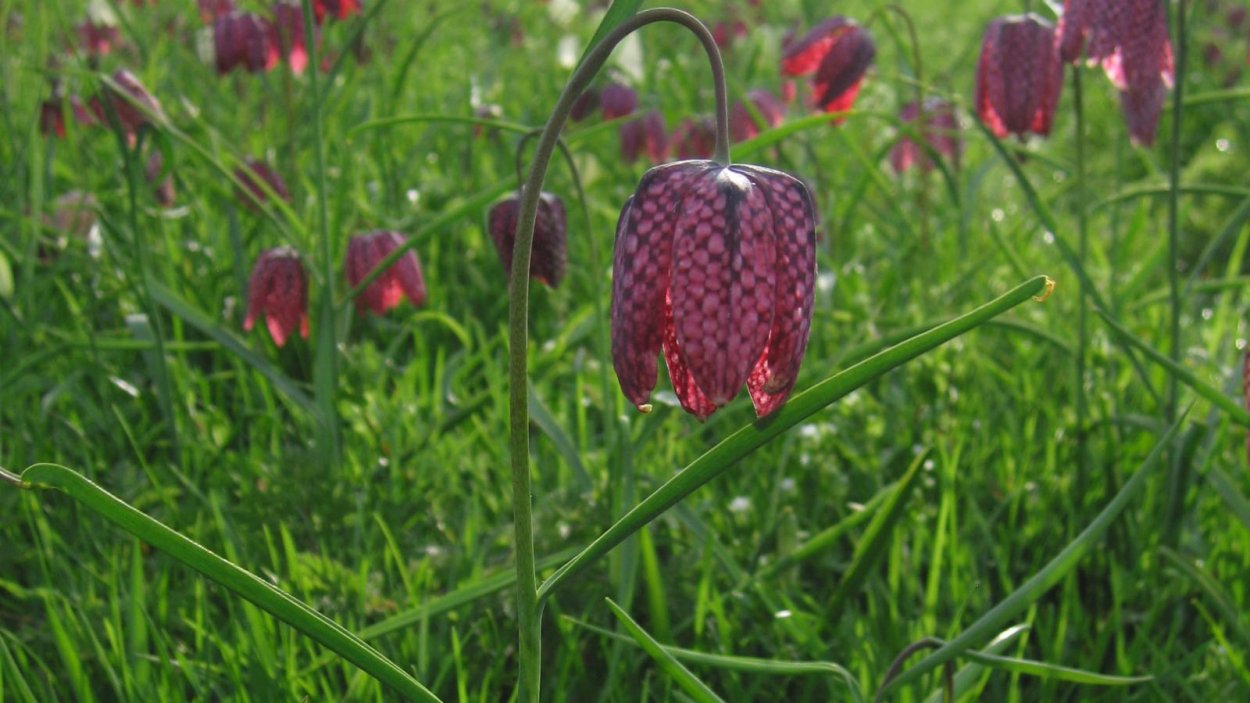 Растение рябчик шахматный