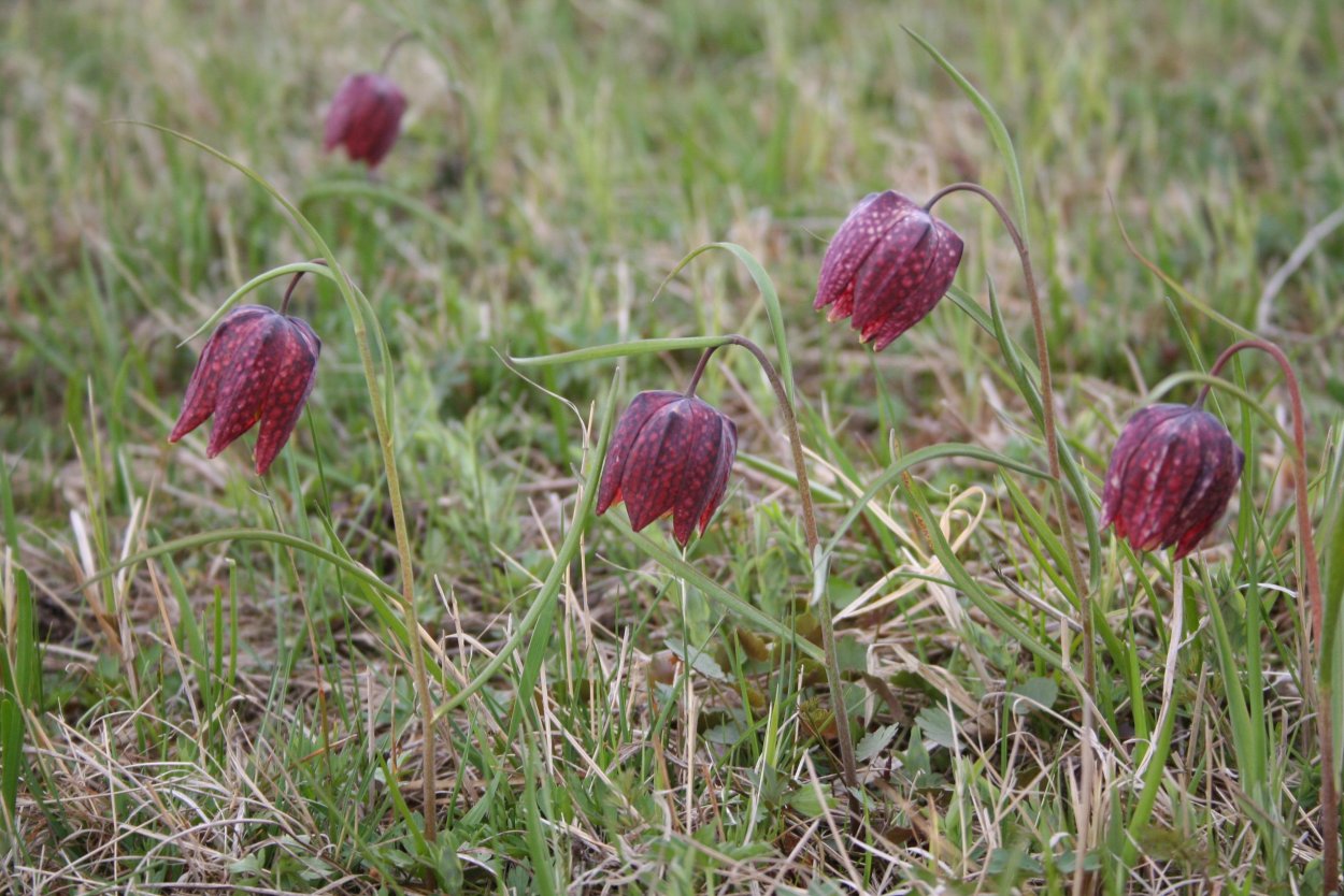 Рябчик русский растение