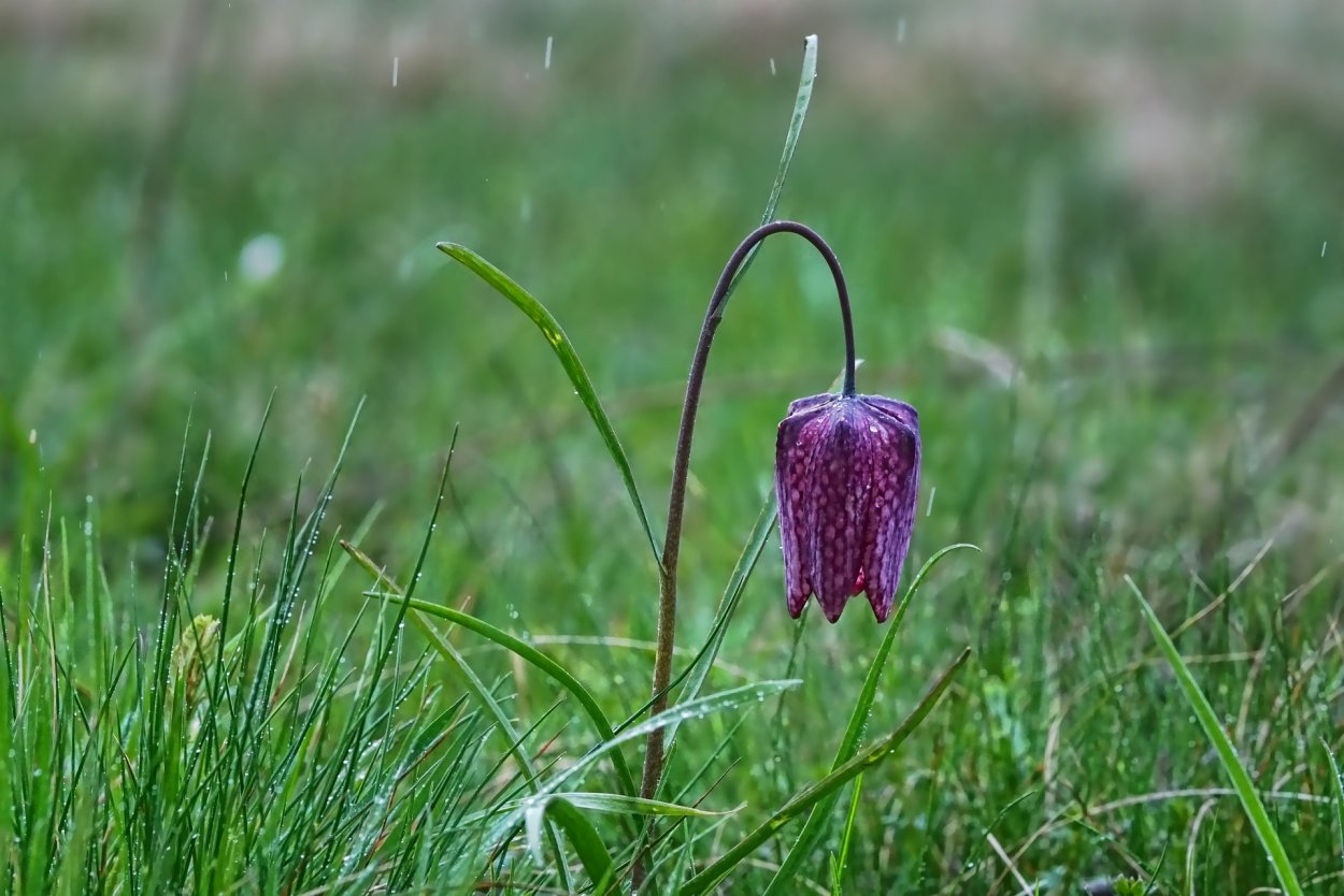 Цветы цыганочки Лесные