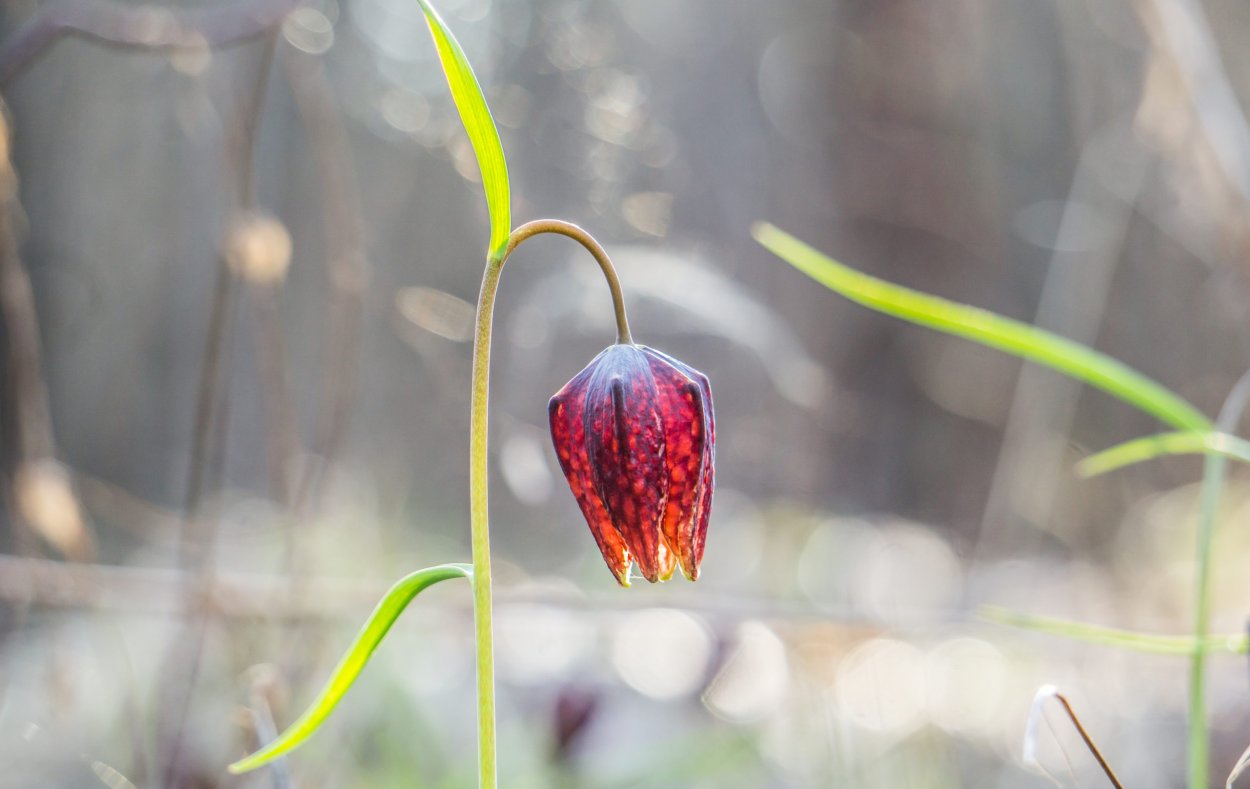 Рябчик (фритиллярия) мелеагрис