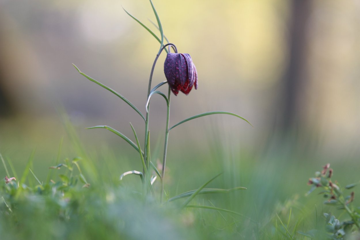 Цветок рябчик ботаника