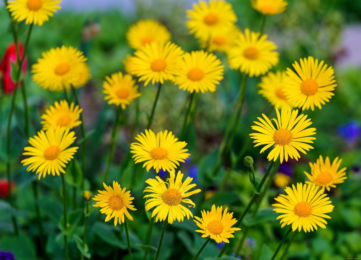 Хризантема Венди Еллоу