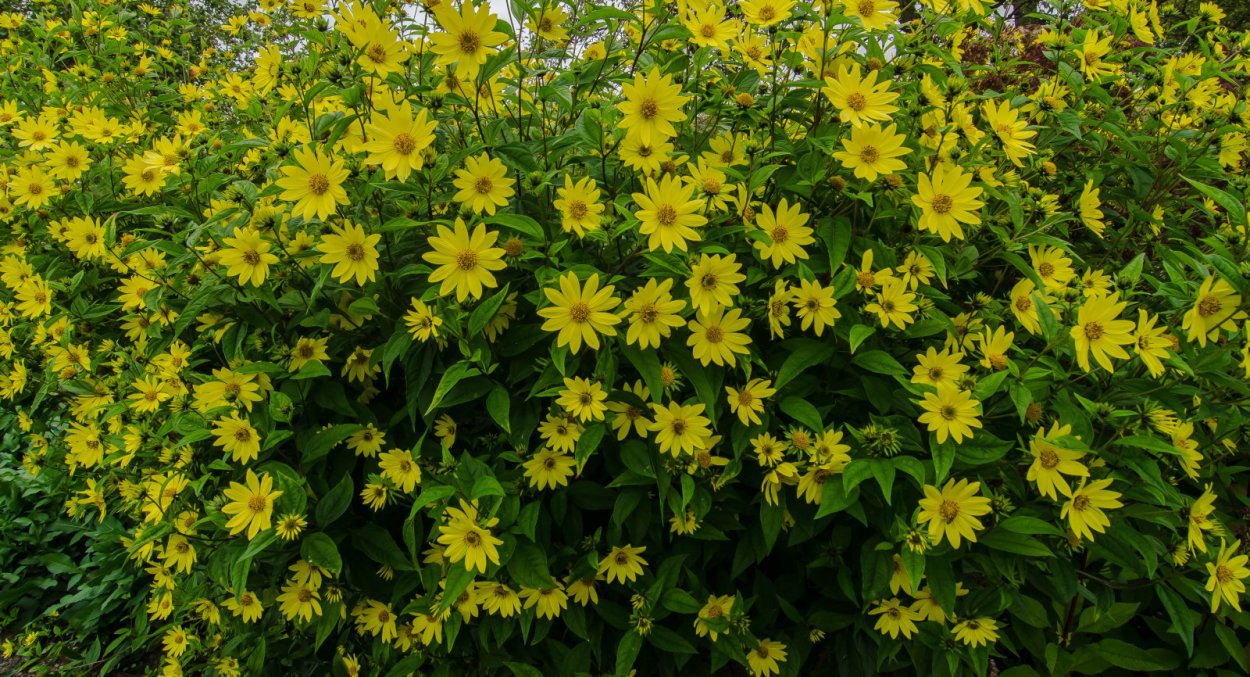 Хризантема Копикет Еллоу