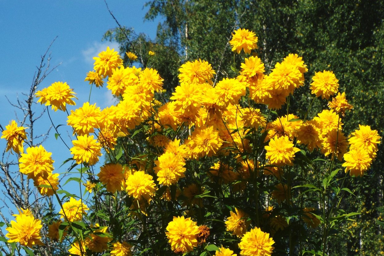 Рудбекия рассеченная золотой шар