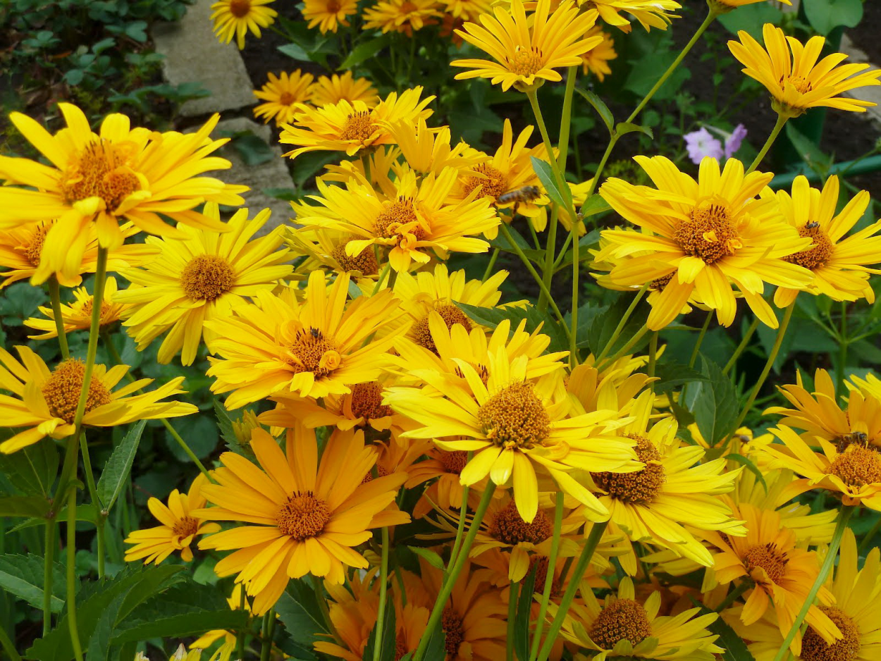 Гелиопсис подсолнечниковидный