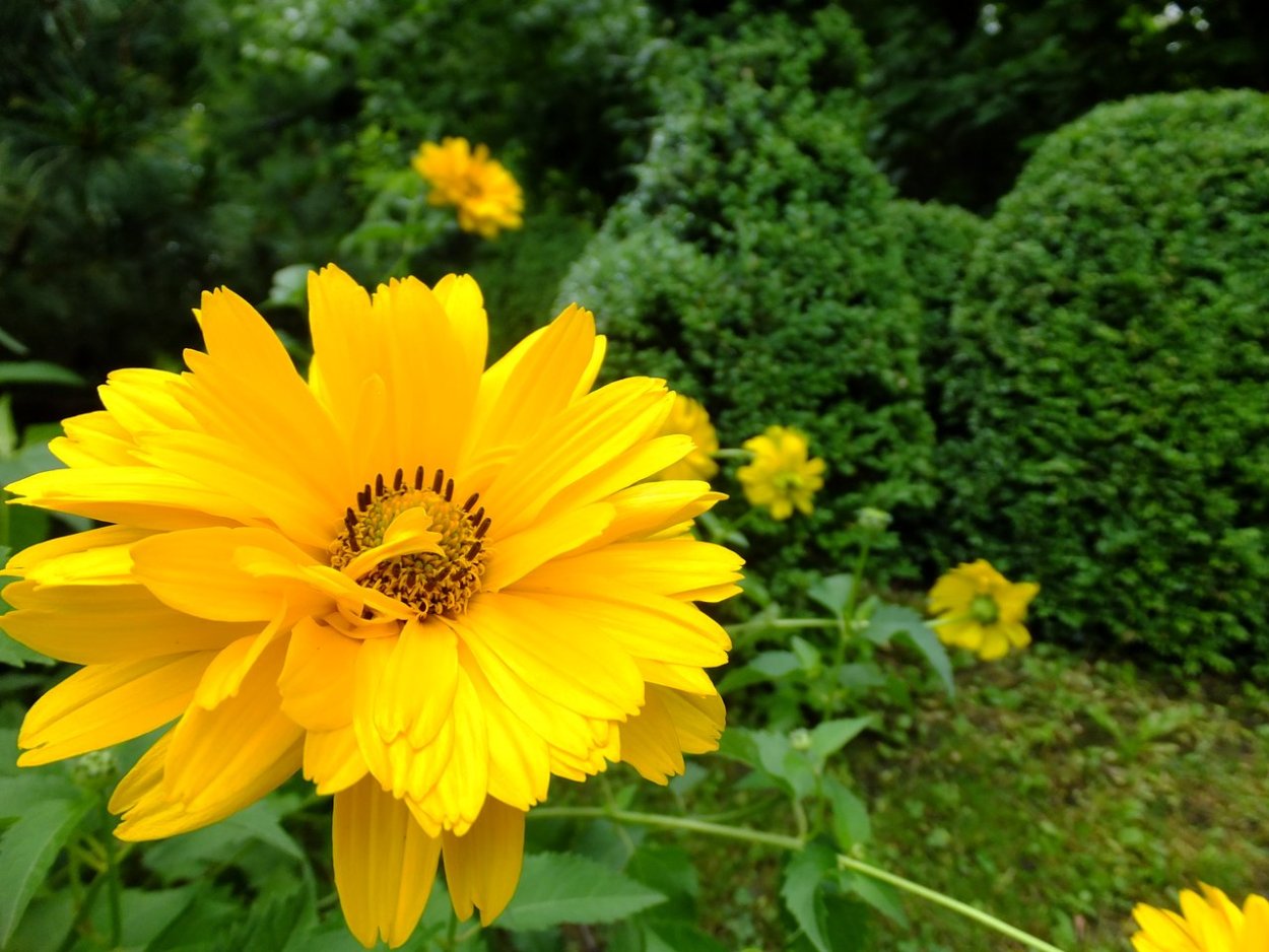 Сине желтый цветник