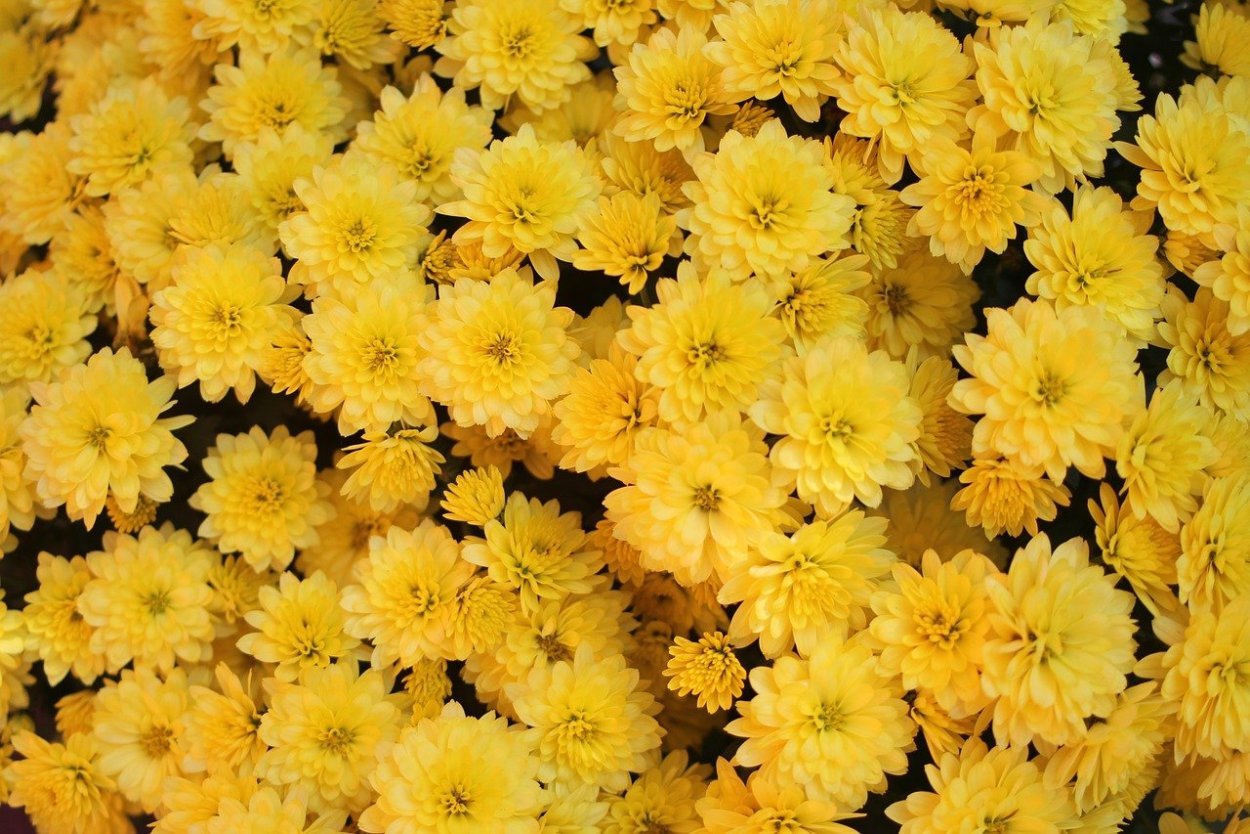 Золотарник Мимоза