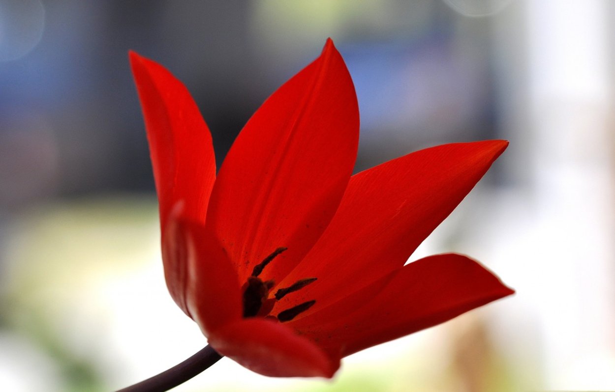 Тюльпаны с острыми лепестками