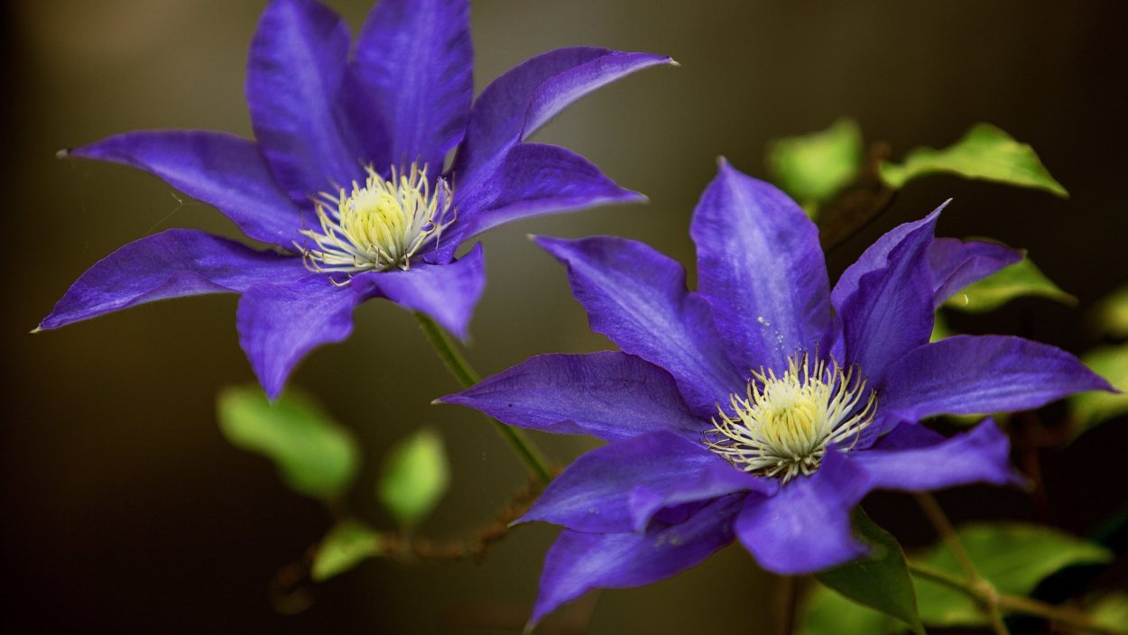 Клематис бутон