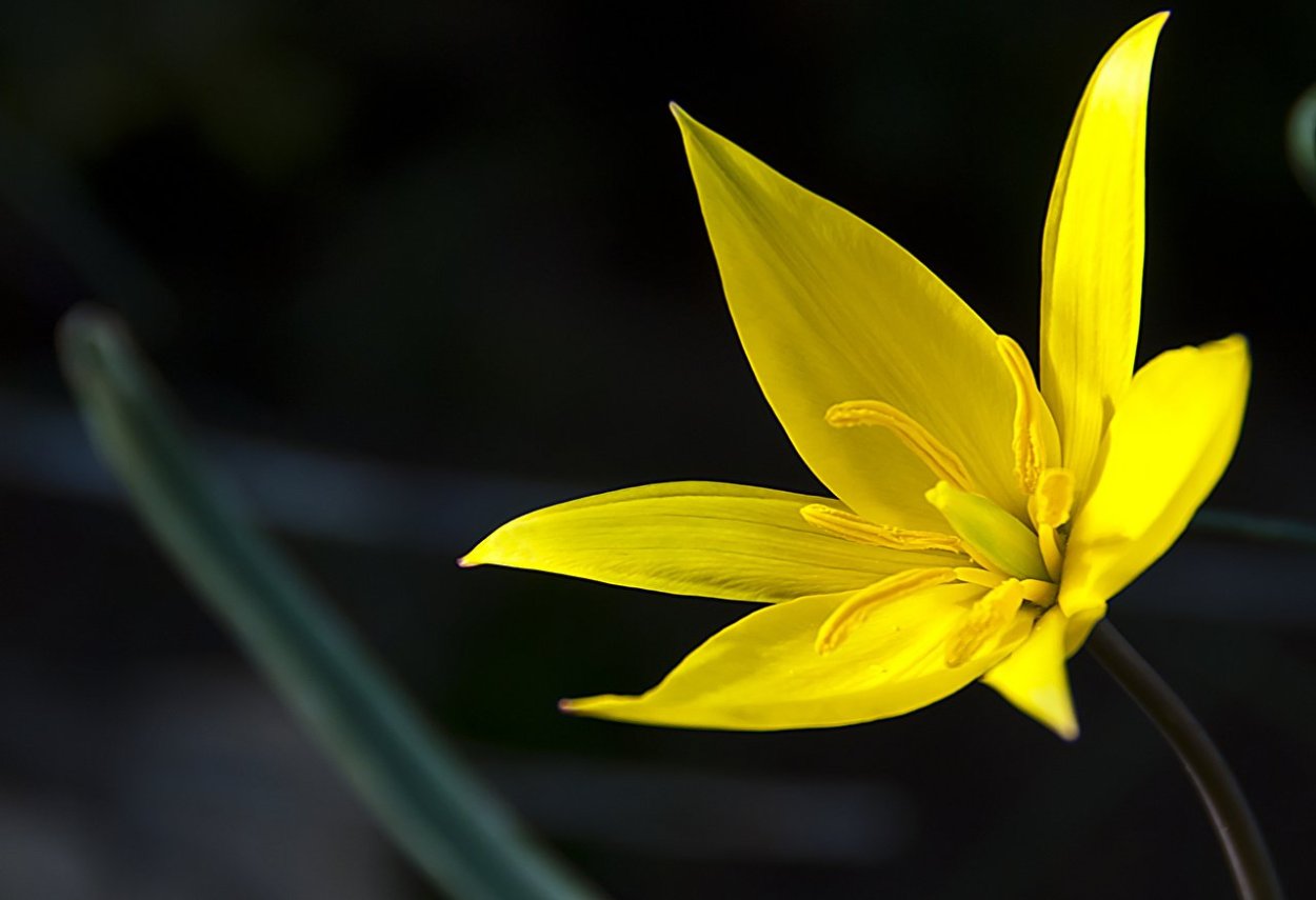 Жёлтый цветок