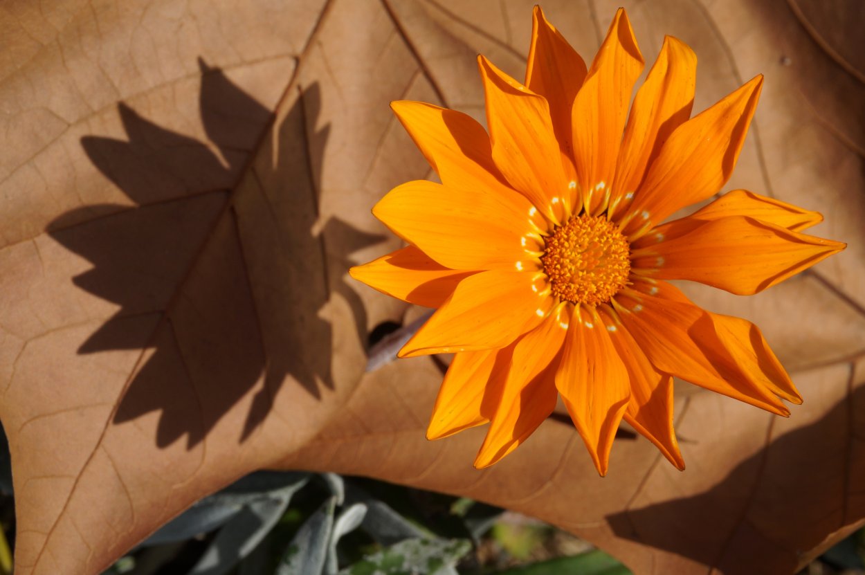 Цветы с острыми лепестками