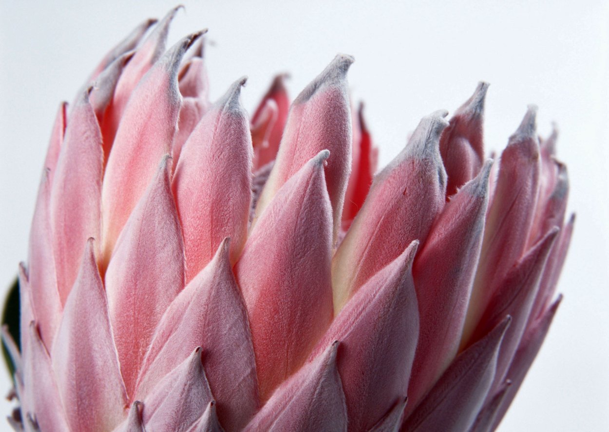 Бутоны экзотических цветов