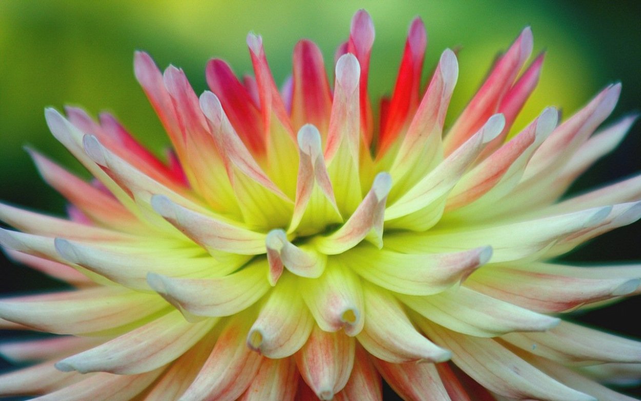 АЛОЭВЕРА георгины