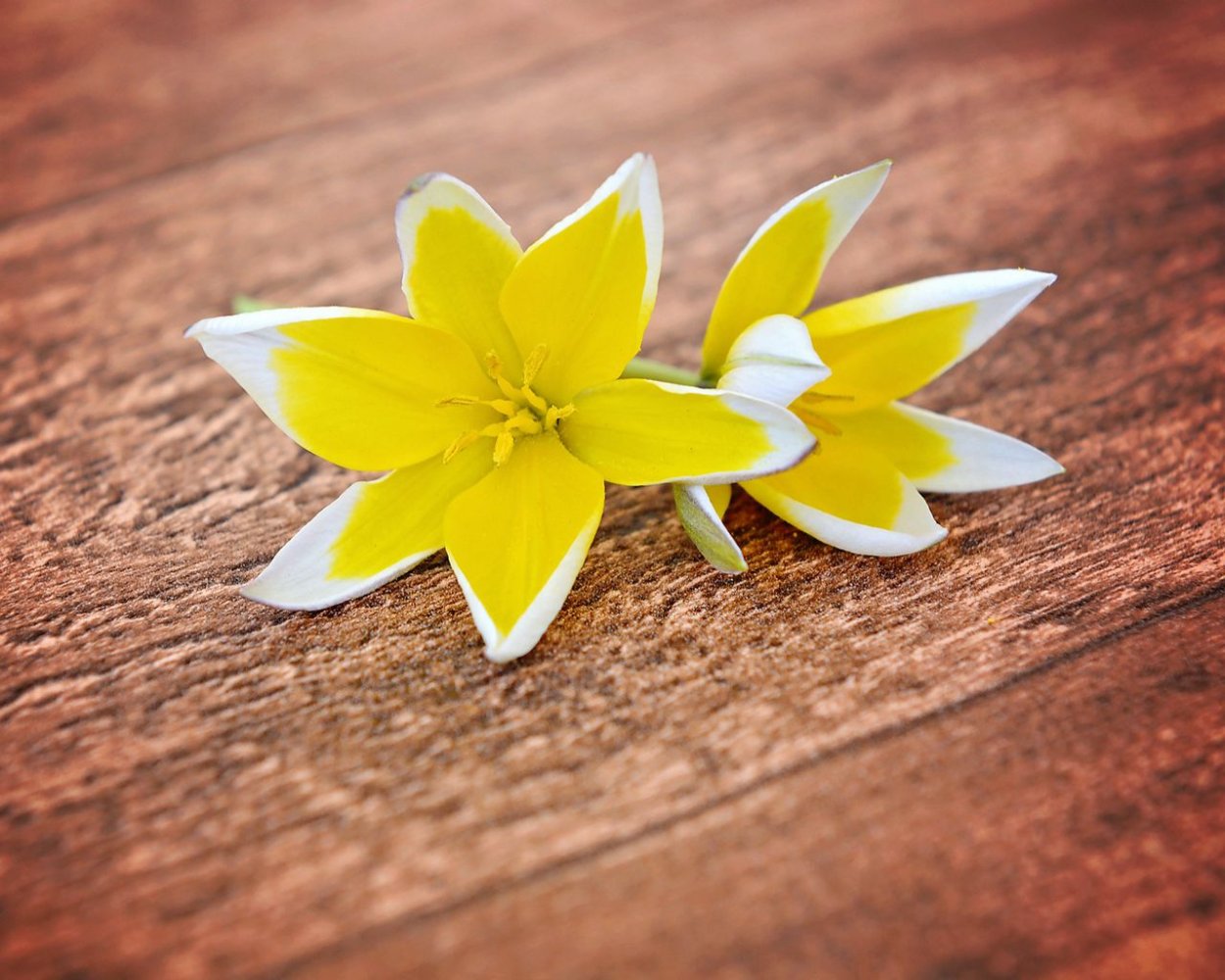 Георгина анемоновидная Фантом