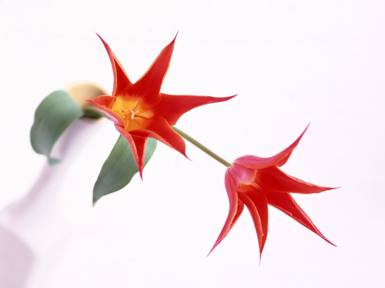 Цветы с заостренными лепестками