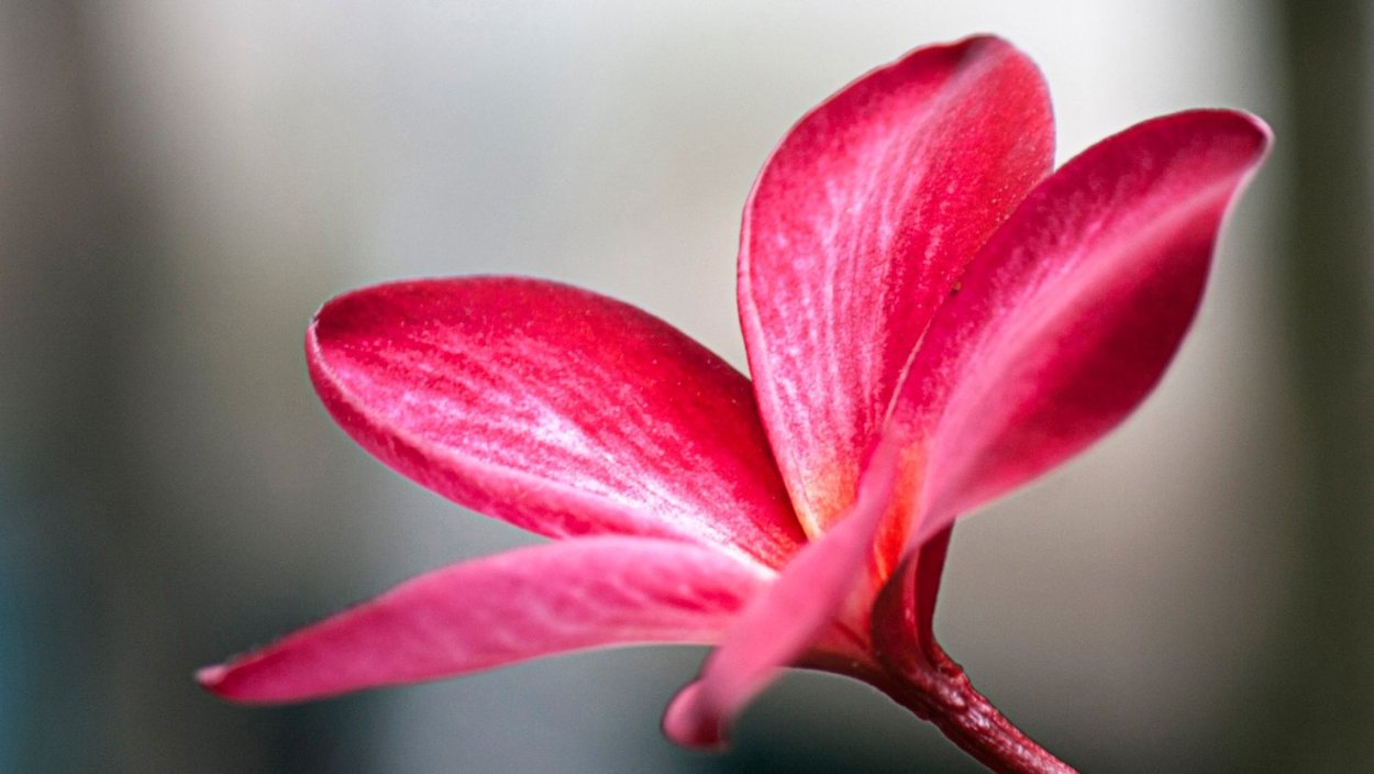 Георгин голубая даль