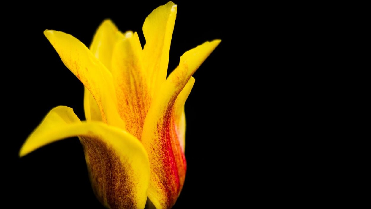 Бутон желтого тюльпана макро